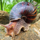 Illustration for article titled Here's How You Can Get Meningitis From A Snail